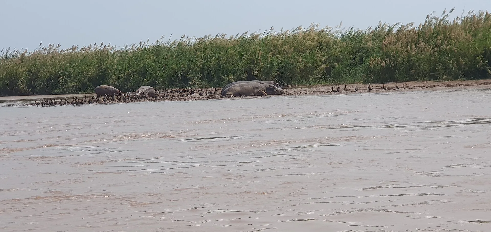 Rusizi River, wildlife & Bujumbura